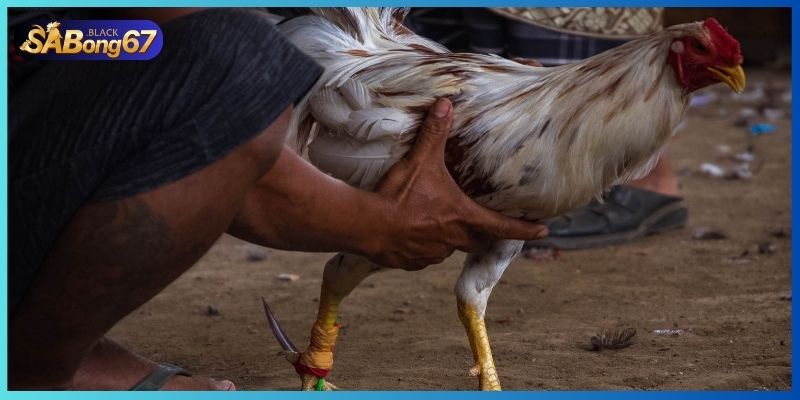 Gà Cuban được đánh giá cao