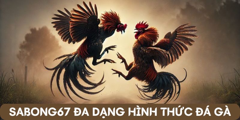 Nhiều loại hình đá gà Sabong67 đa dạng